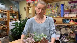 Комнатное растение Гипоэстес | Уход в домашних условиях. Неприхотливое декоративное растение.