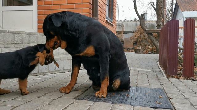 Ротвейлеры урчат! смотреть онлайн