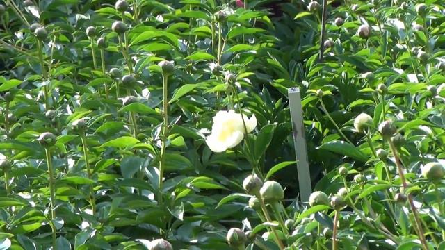 Peony Garden 5-8-2017 - Goldilocks смотреть онлайн