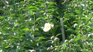 Peony Garden 5-8-2017 - Goldilocks