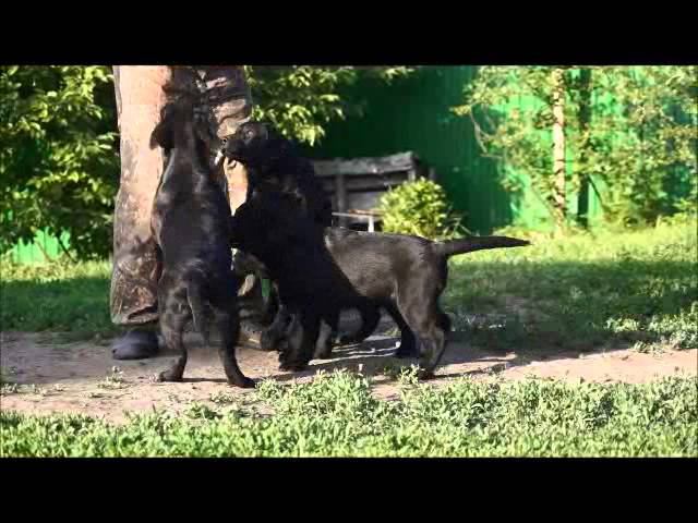 девочки Лаванда, Ловитва и Летняя ночь, мальчик Ной смотреть онлайн