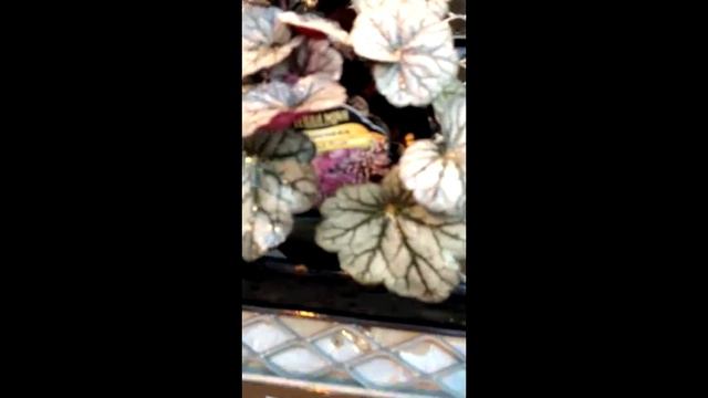 Heuchera hybrids - Coral Bells смотреть онлайн