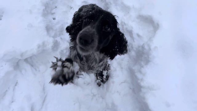 Русский охотничий спаниель. Russian Spaniel