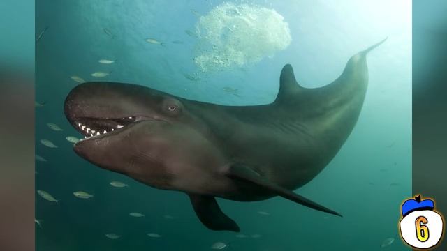 10 Crazy Animal Hybrids That Actually Exist смотреть онлайн