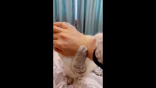 ПРИКОЛЬНЫЕ КОШКИ. ПОДБОРКА СМЕШНЫХ ЖИВОТНЫХ № 4. ПОДБОРКА ВИДЕО С TIK TOK. смотреть онлайн