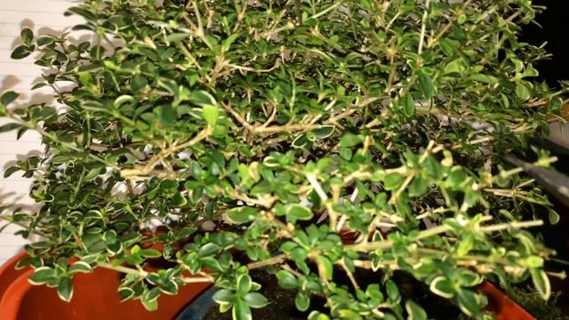 Serissa Bonsai Pruning and Cuttings смотреть онлайн