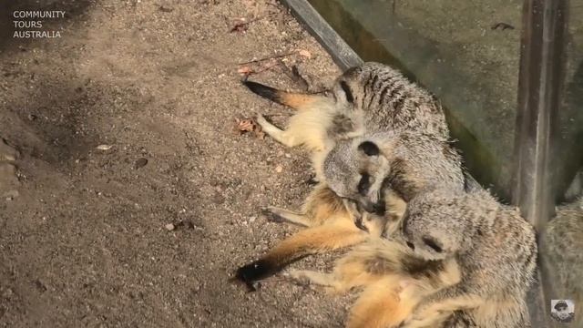 MELBOURNE ZOO MEERKATS (PANASONIC VXF1) смотреть онлайн