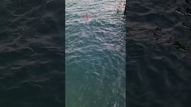 ПАПУ АТАКОВАЛИ РЫБЫ ?? смотреть онлайн