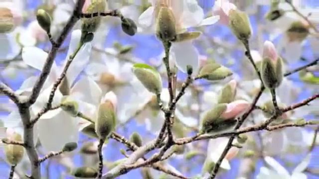 IF NOT FOR YOU - Ukulele Ray смотреть онлайн