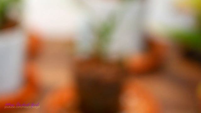 Testing Superthrive with Orchids - The miracle we've all been waiting for? смотреть онлайн