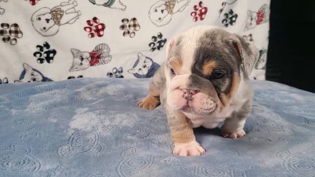 FEMALE 1 BLUE TRI MERLE / GINA X QUICKSILVER смотреть онлайн