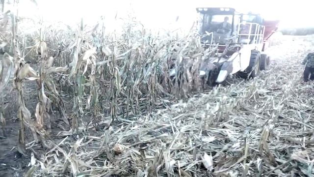 Заметки из Китая. Как косят кукурузу смотреть онлайн