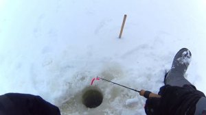 Бокоплав ловит судака. Ловля судака зимой.