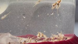 Морские Обезьянки. Аквариум. Sea Monkeys