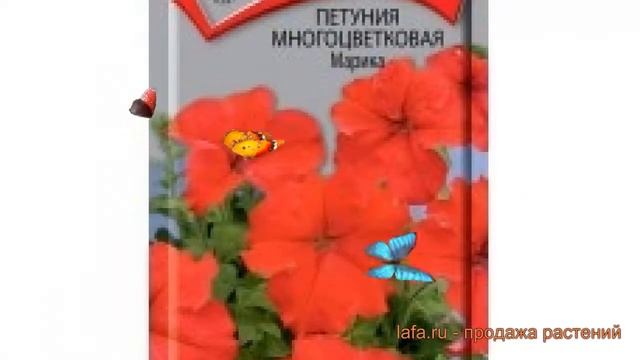 Петуния многоцветковая Марика F1 (marika f1) ? Марика F1 обзор: как сажать, семена петунии Марика F смотреть онлайн