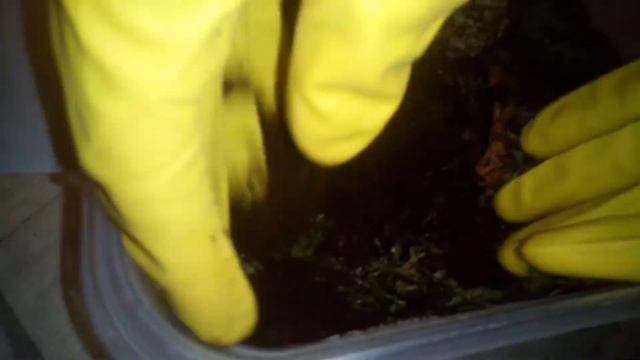 Обустройство террариума для паука Haplocosmia Himalayana