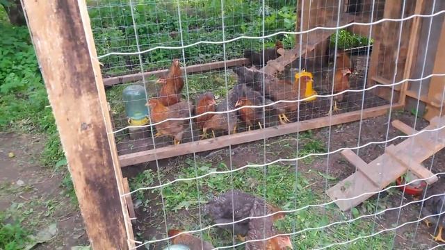 Леггорны , Мараны , Билефельдеры ... смотреть онлайн