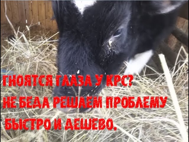 Гноятся глаза у КРС_ Не беда решаем проблему! смотреть онлайн