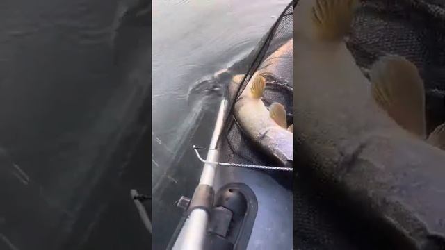 Ловкость рук против щуки.Я был шокирован ?