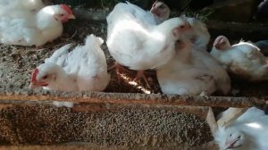 Бройлеры. Что делать если появились хрипы?