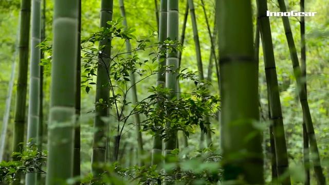 InnoGear Upgraded Real Bamboo Essential Oil Diffuser смотреть онлайн