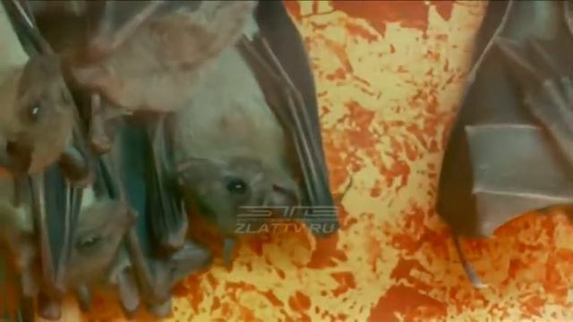 Любители необычных животных смогут окунуться в экзотический мир и насладиться необычайной атмосферо смотреть онлайн