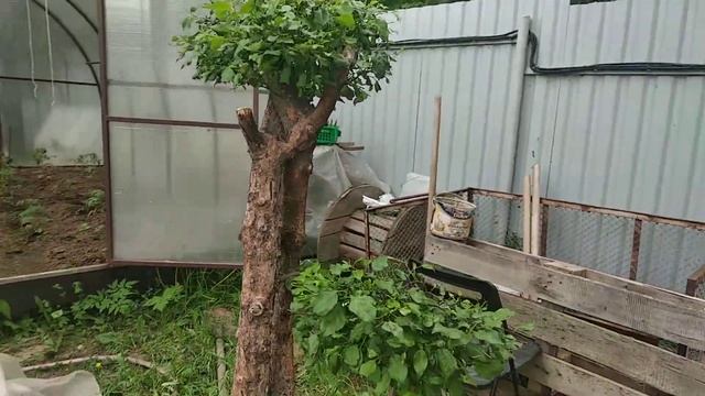 Первая обрезка бонсая из дички яблони смотреть онлайн