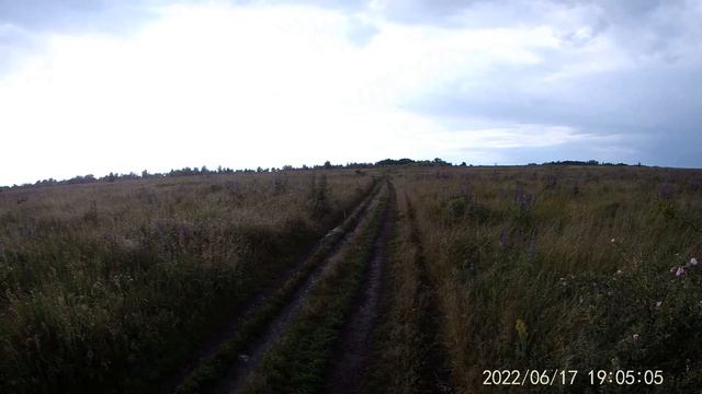 Лето 2022 года. Люпины. Поле с люпинами после дождя. Летом после дождя. смотреть онлайн