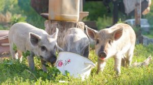 Домашние животные. Поросята, свиньи. Интересные факты о поросятах