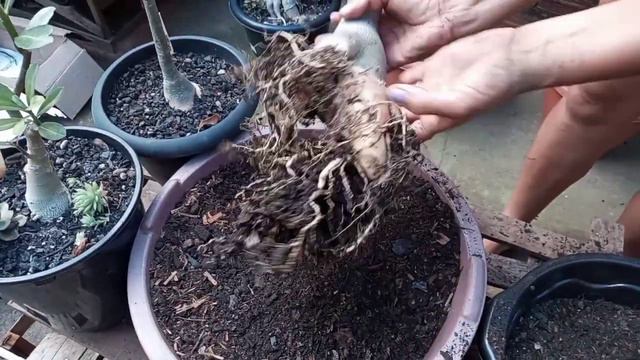 Rosa do Deserto Pérola + transplante um lindo presente que eu ganhei🎁🎁🎁❤❤❤😍😍 смотреть онлайн