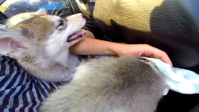 ЩЕНОК БЛЕВАНУЛ В МАШИНЕ смотреть онлайн