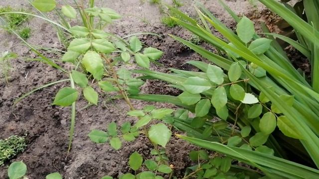 Весенняя посадка роз ?черенков? —результат ?♀️ смотреть онлайн