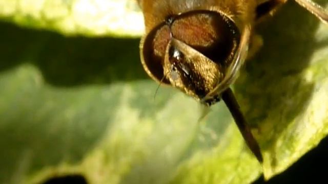 HOVERFLY GROOMING AFTER EATING смотреть онлайн