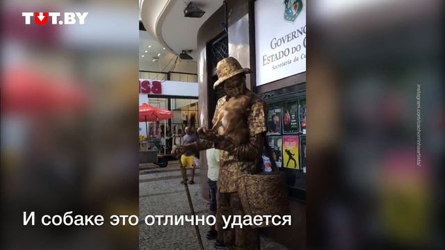 Собака из Бразилии притворяется скульптурой и зарабатывает этим деньги смотреть онлайн