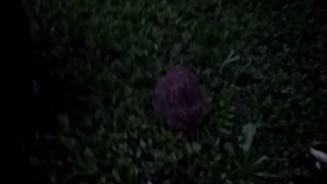 К НАМ ОПЯТЬ ЕЖИК ПРИШЕЛ. НАШЛИ ЕЖИКА МАЛЕНЬКОГО. FIND HEDGEHOGS смотреть онлайн