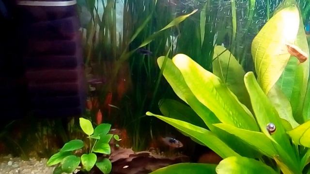 Разведение Моллинезий в общем аквариуме. смотреть онлайн