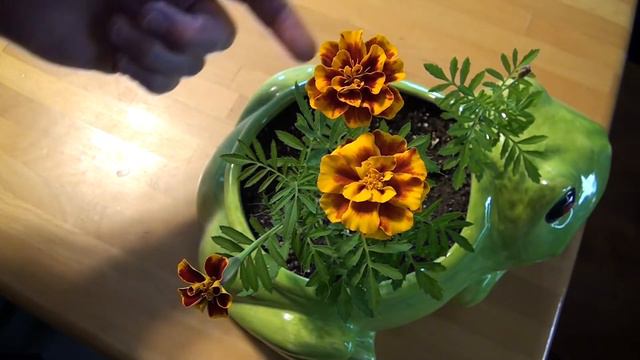 Red Velvet Marigold Experiment -- Pt. 4 (Flower Hybridization...?) смотреть онлайн