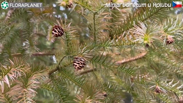 ?САД РЕДКИХ ХВОЙНЫХ Miniarboretum U Holubů в Чехии. Февраль. Часть 3
