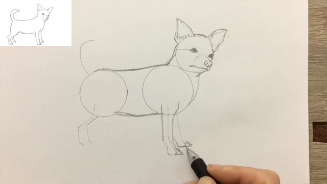 How to draw a Chihuahua dog (NARRATED) Step by Step смотреть онлайн