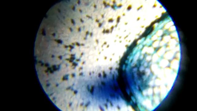 Микроскоп для детей Attivio// рассматриваем все под микроскопом смотреть онлайн