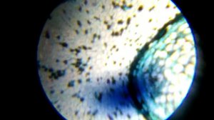 Микроскоп для детей Attivio// рассматриваем все под микроскопом