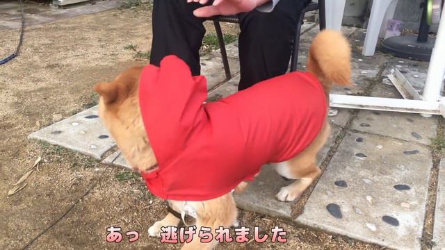 カッパのせいで丸顔が強調されてしまったけど嬉しそうに散歩に行く柴犬　The roundness of Shibe face was conspicuous by wearing a raincoat смотреть онлайн