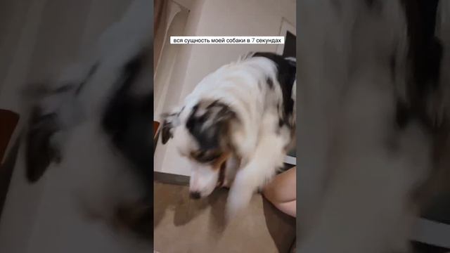 Всё что можно сказать про мою собаку 🤦🏼 Аусси