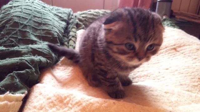 Котёнок вислоухий шотландец, 1 месяц смотреть онлайн