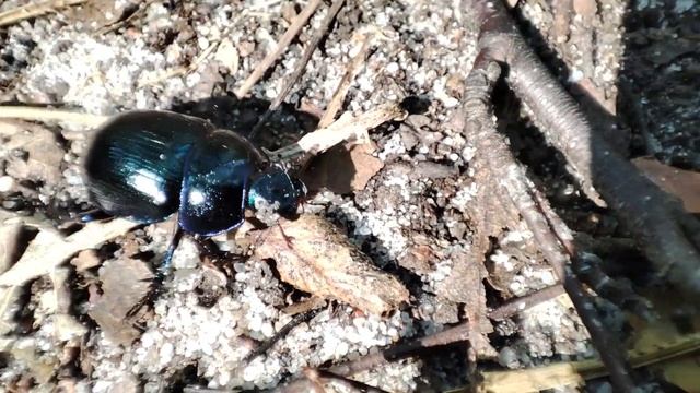 Ария Тореодор. Исполняет жук-навозник. смотреть онлайн