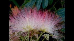 перевод песни Бессаме мучо