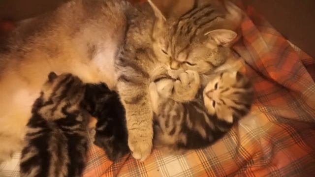 Кошки: длительность беременности смотреть онлайн