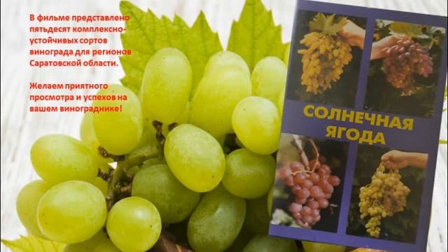 Видеообзор «Виноградная лоза творит чудеса» смотреть онлайн