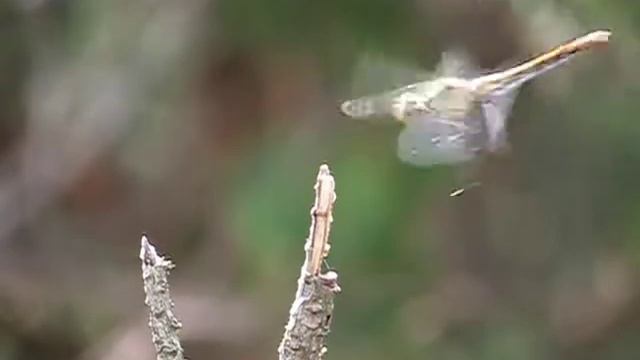 dragonfly slow motion 120fps sx270hs смотреть онлайн