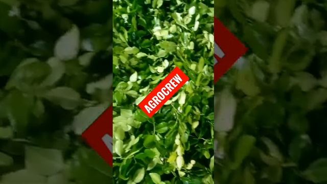 AgroCrew Supply Good Kaffir Lime ? Leaves .. смотреть онлайн